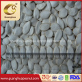 Good Quanlity European Standard Snow White Pumpkin Seeds